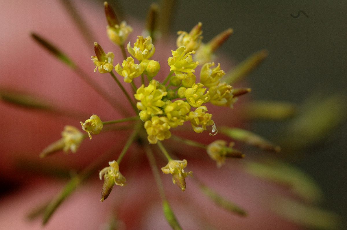 Brassicaceae Descurainia incisa