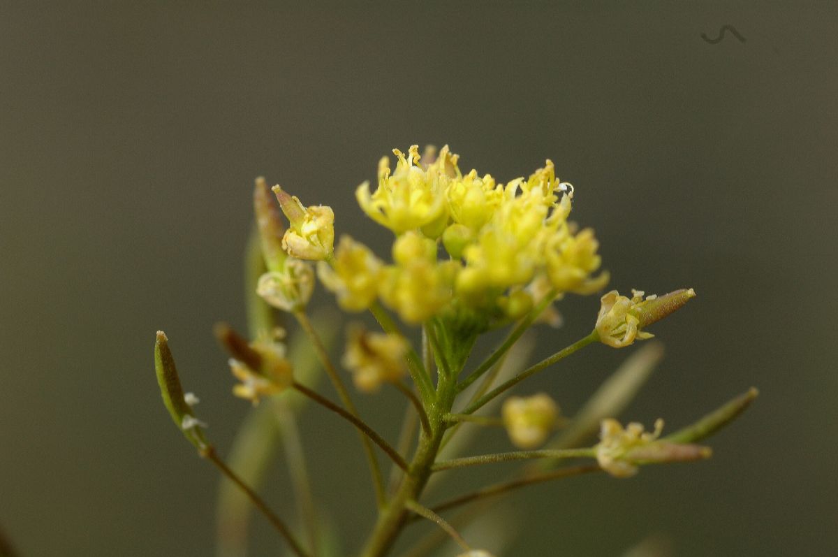 Brassicaceae Descurainia incisa