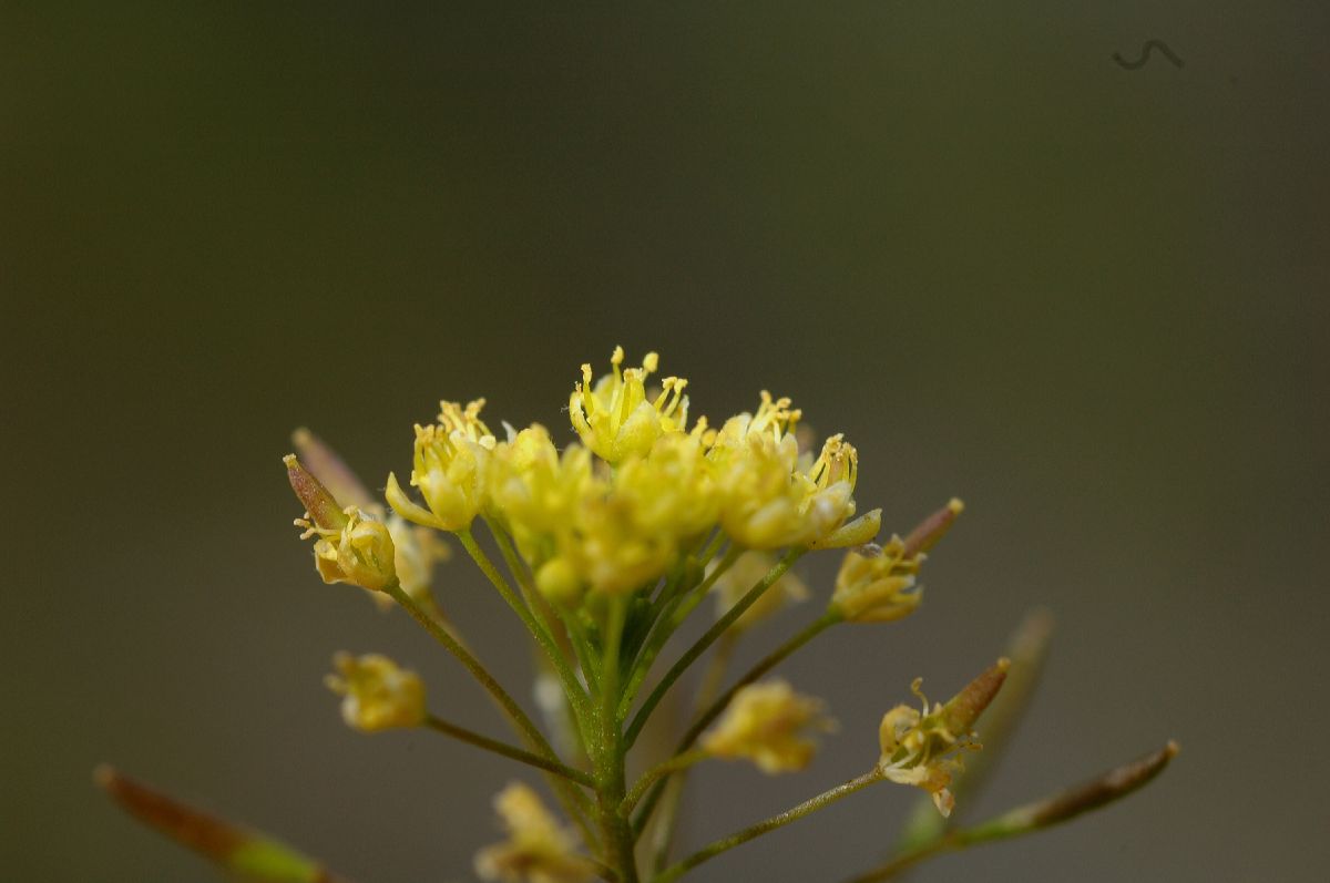 Brassicaceae Descurainia incisa