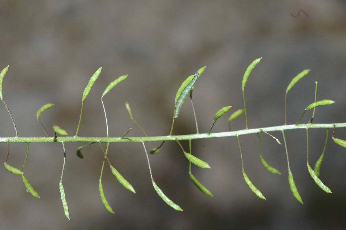 Brassicaceae Descurainia incisa