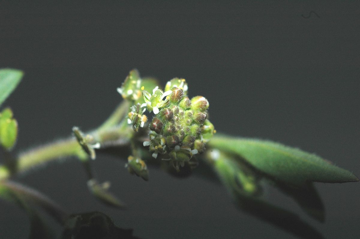 Brassicaceae Lepidium nitidum