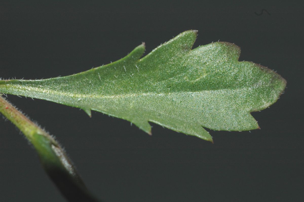 Brassicaceae Lepidium nitidum