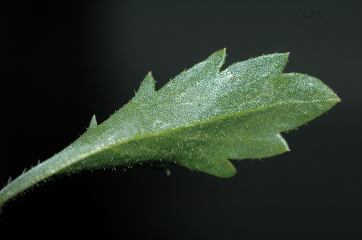 Brassicaceae Lepidium nitidum