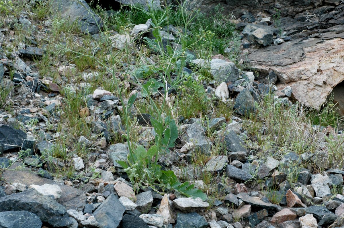 Brassicaceae Raphanus raphanistrum