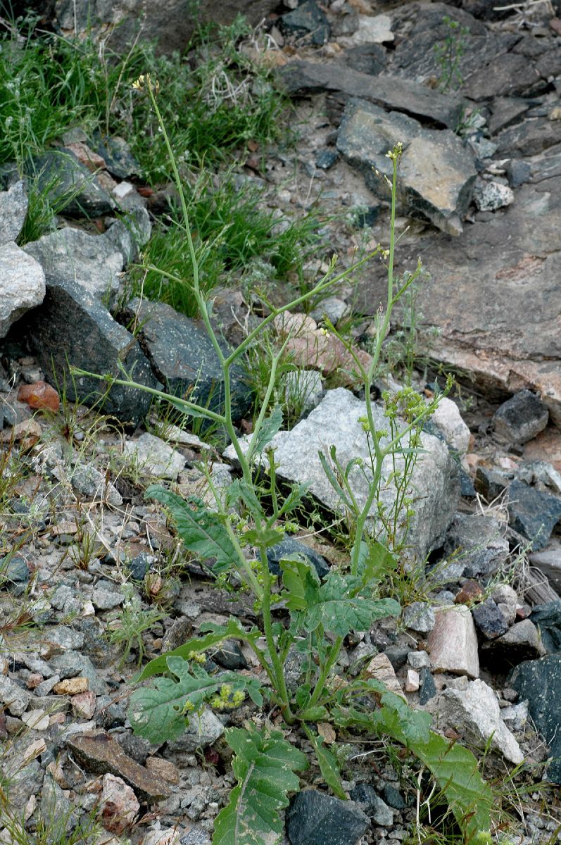 Brassicaceae Raphanus raphanistrum