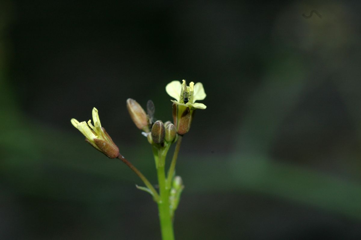 Brassicaceae Raphanus raphanistrum