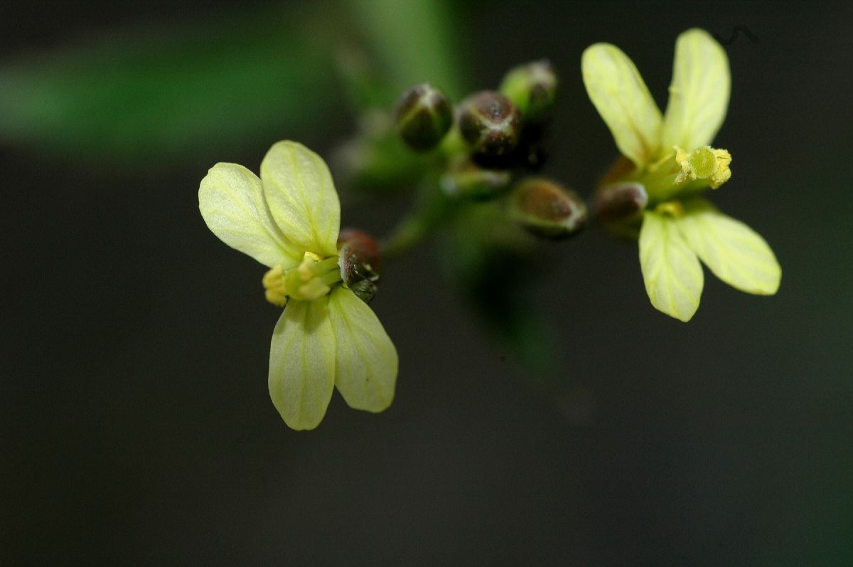 Brassicaceae Raphanus raphanistrum