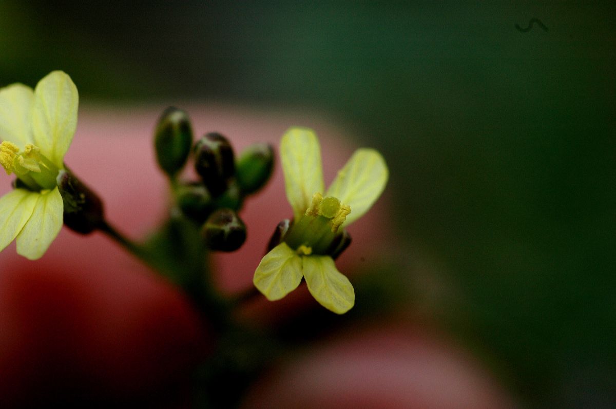 Brassicaceae Raphanus raphanistrum