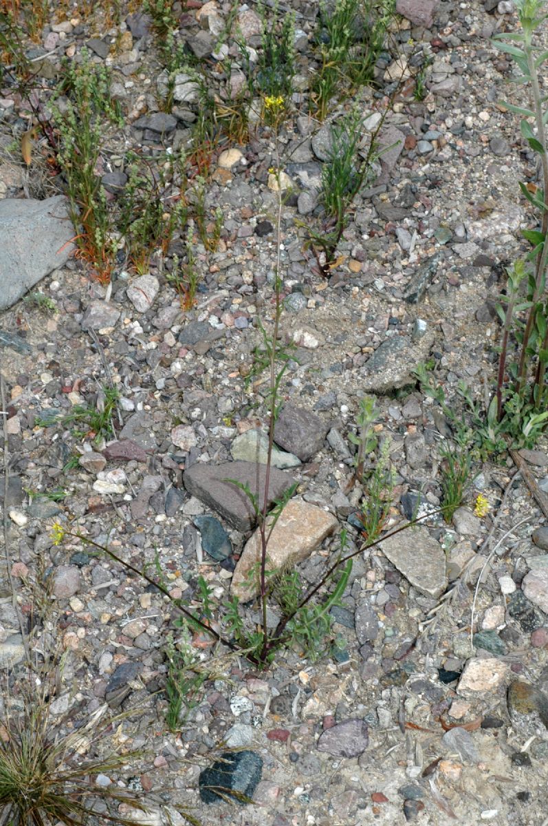 Brassicaceae Sisymbrium altissimum