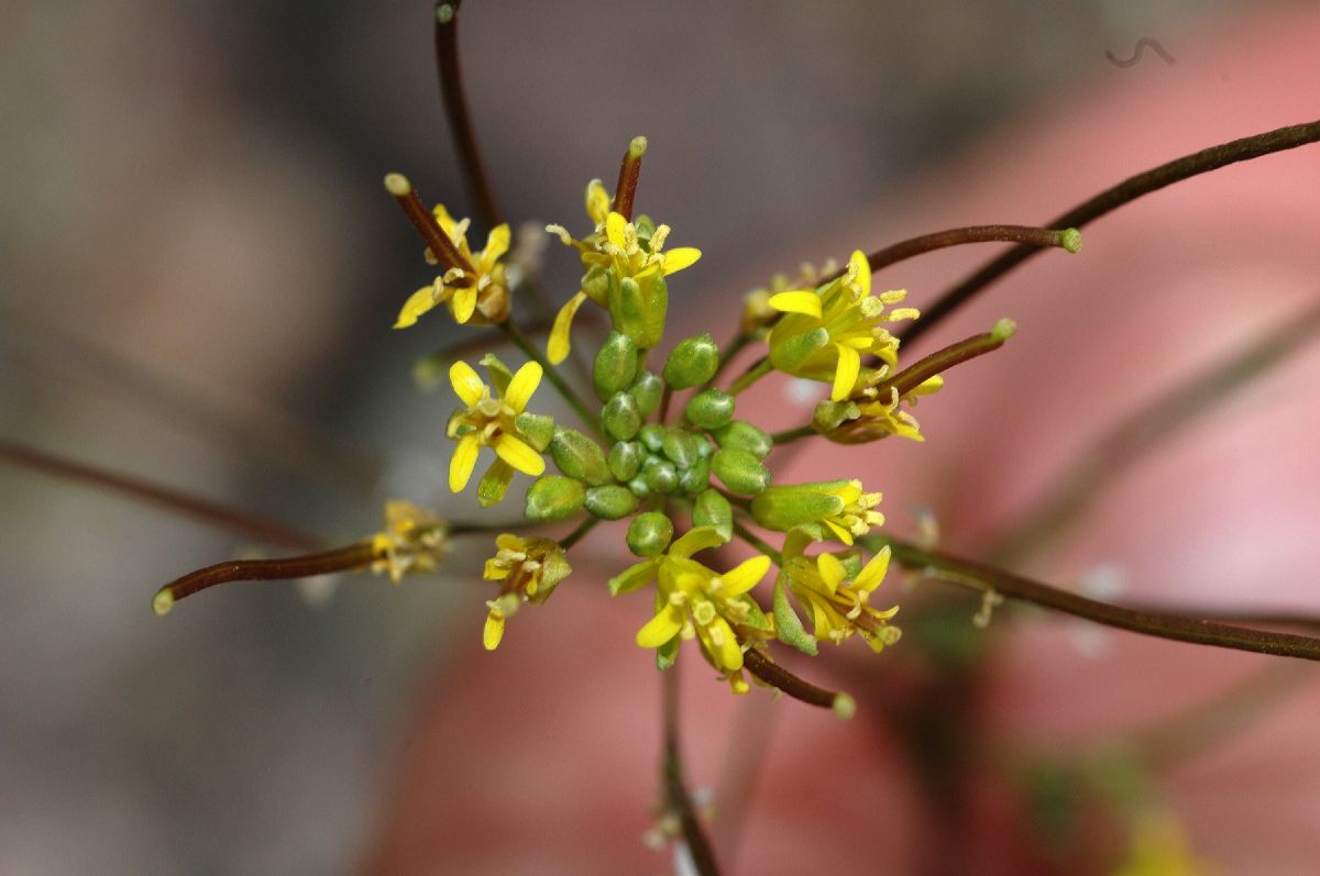 Brassicaceae Sisymbrium altissimum