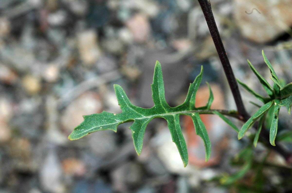 Brassicaceae Sisymbrium altissimum