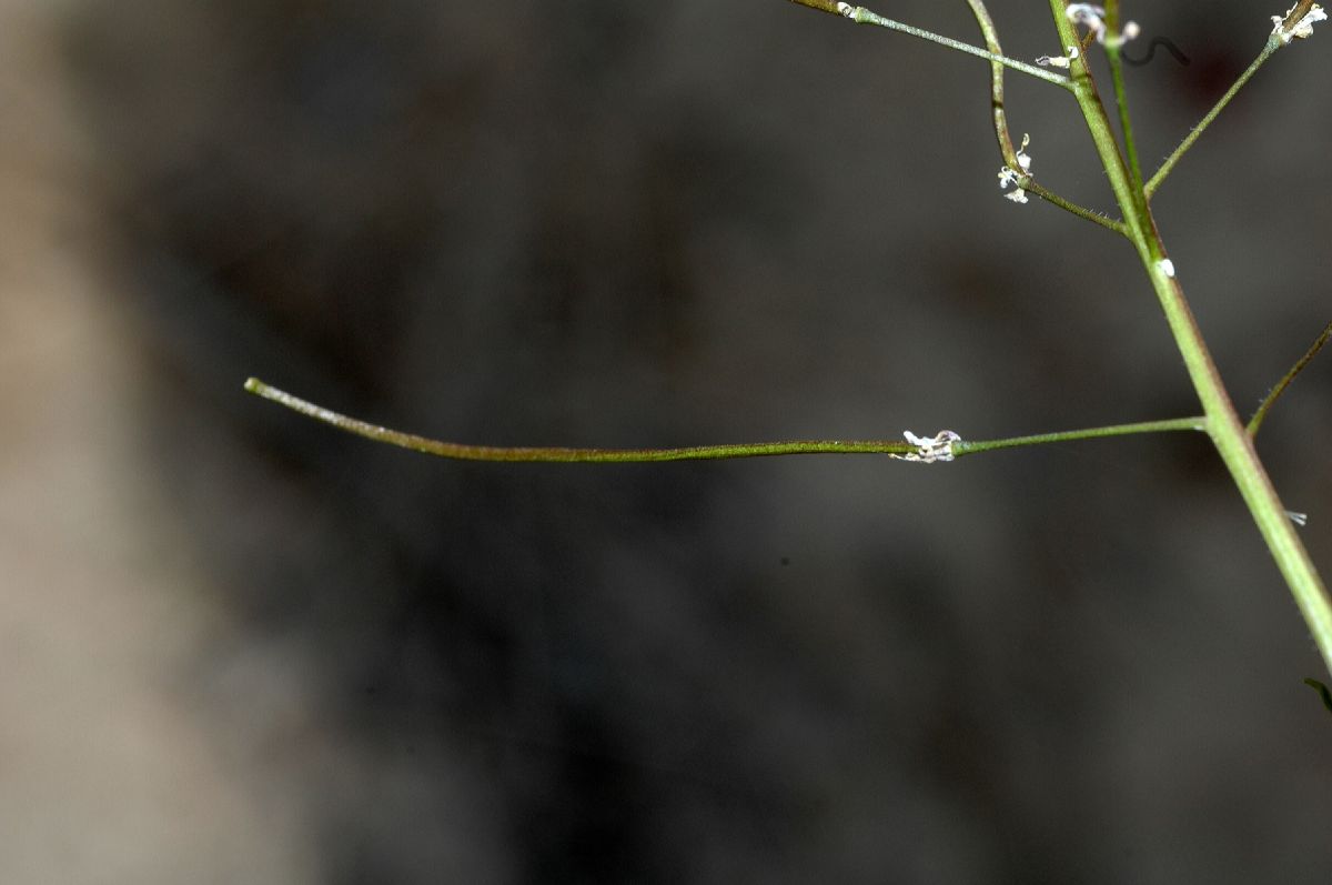 Brassicaceae Sisymbrium altissimum