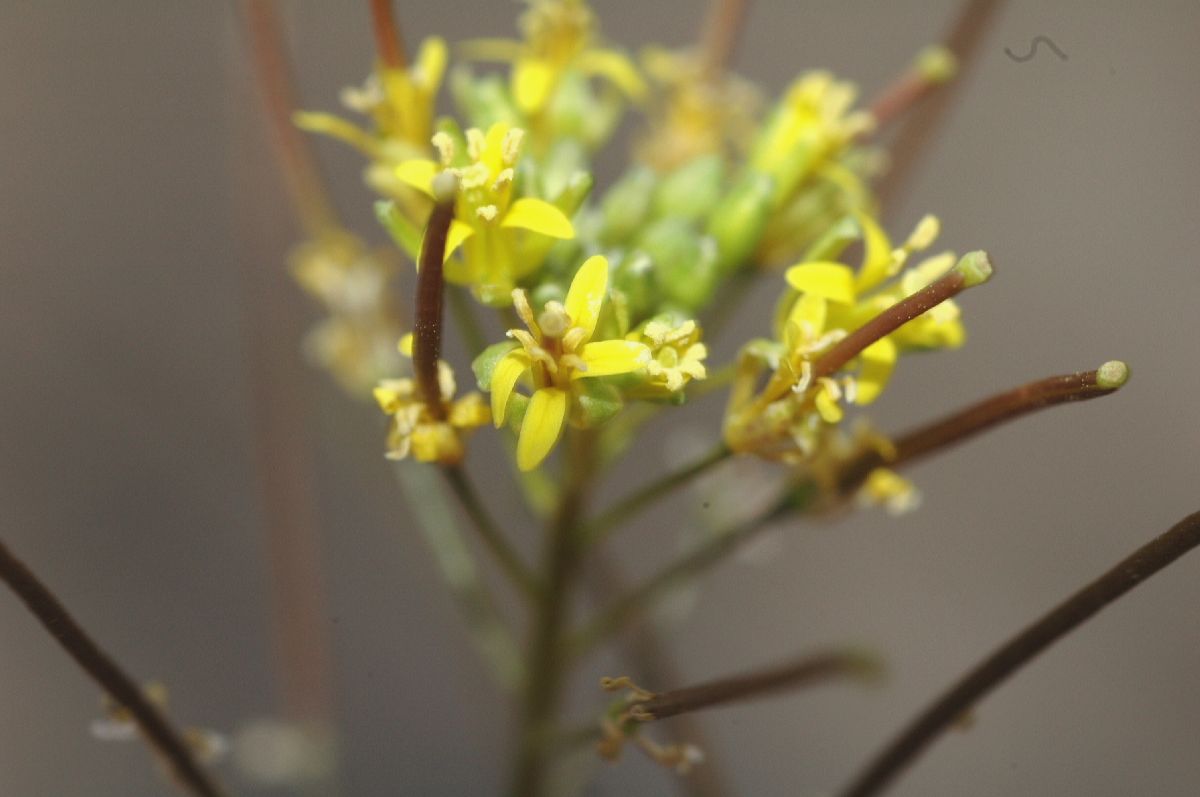 Brassicaceae Sisymbrium altissimum