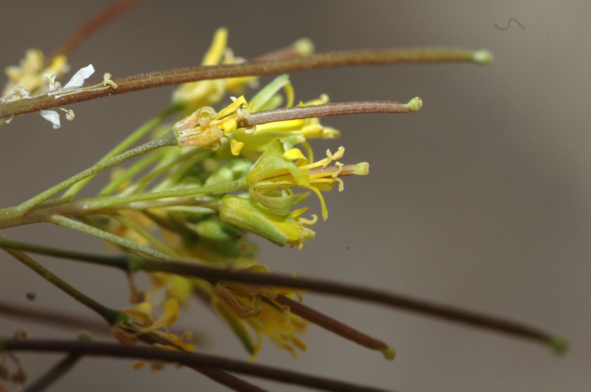 Brassicaceae Sisymbrium altissimum
