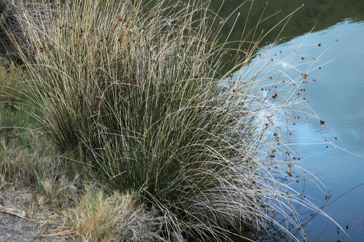 Juncaceae Juncus cooperi