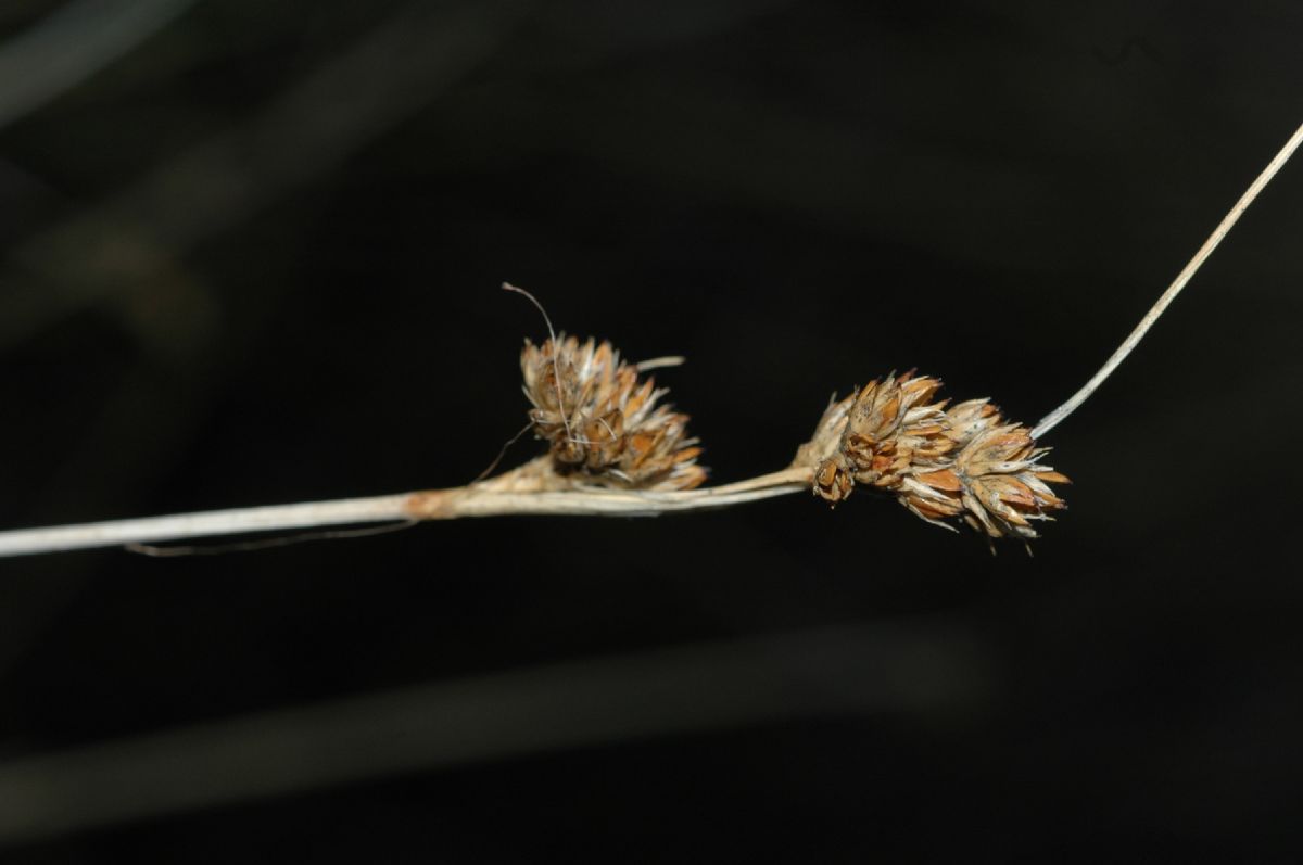 Juncaceae Juncus cooperi