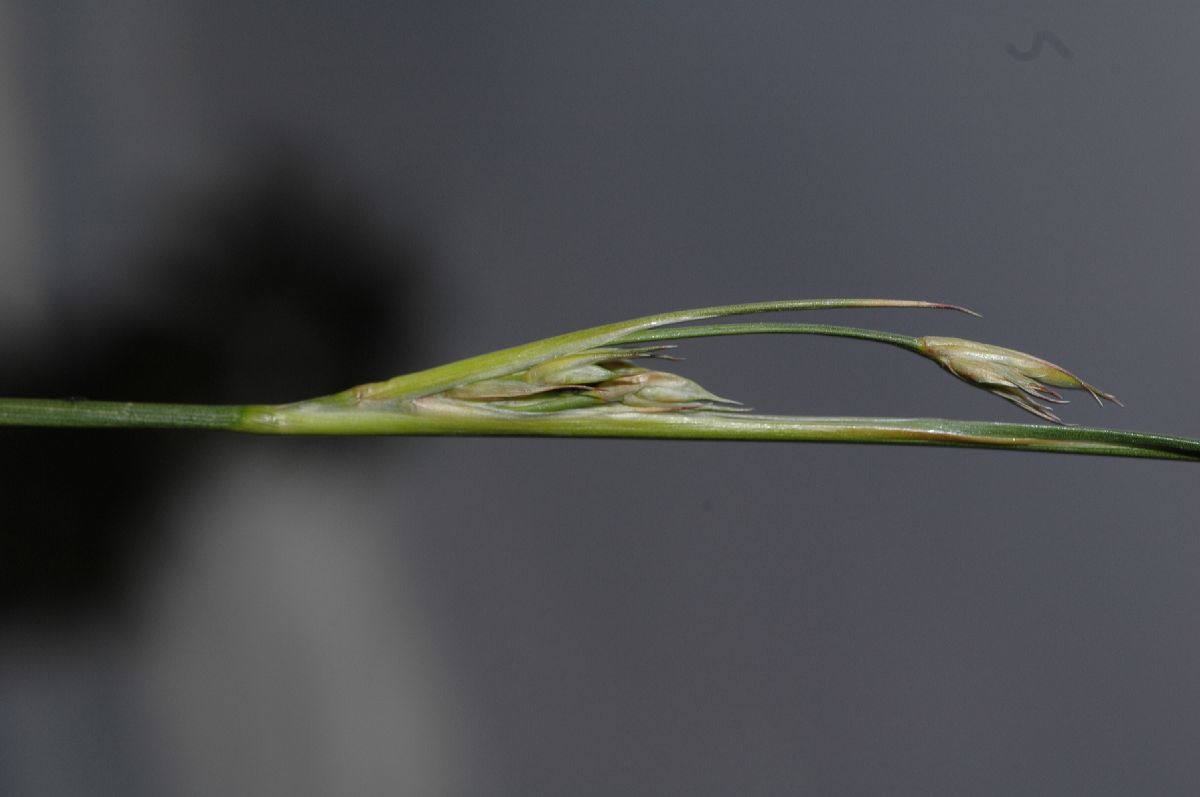 Juncaceae Juncus cooperi