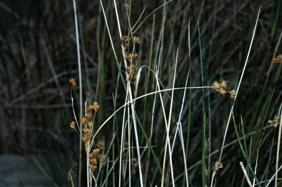 Juncaceae Juncus cooperi