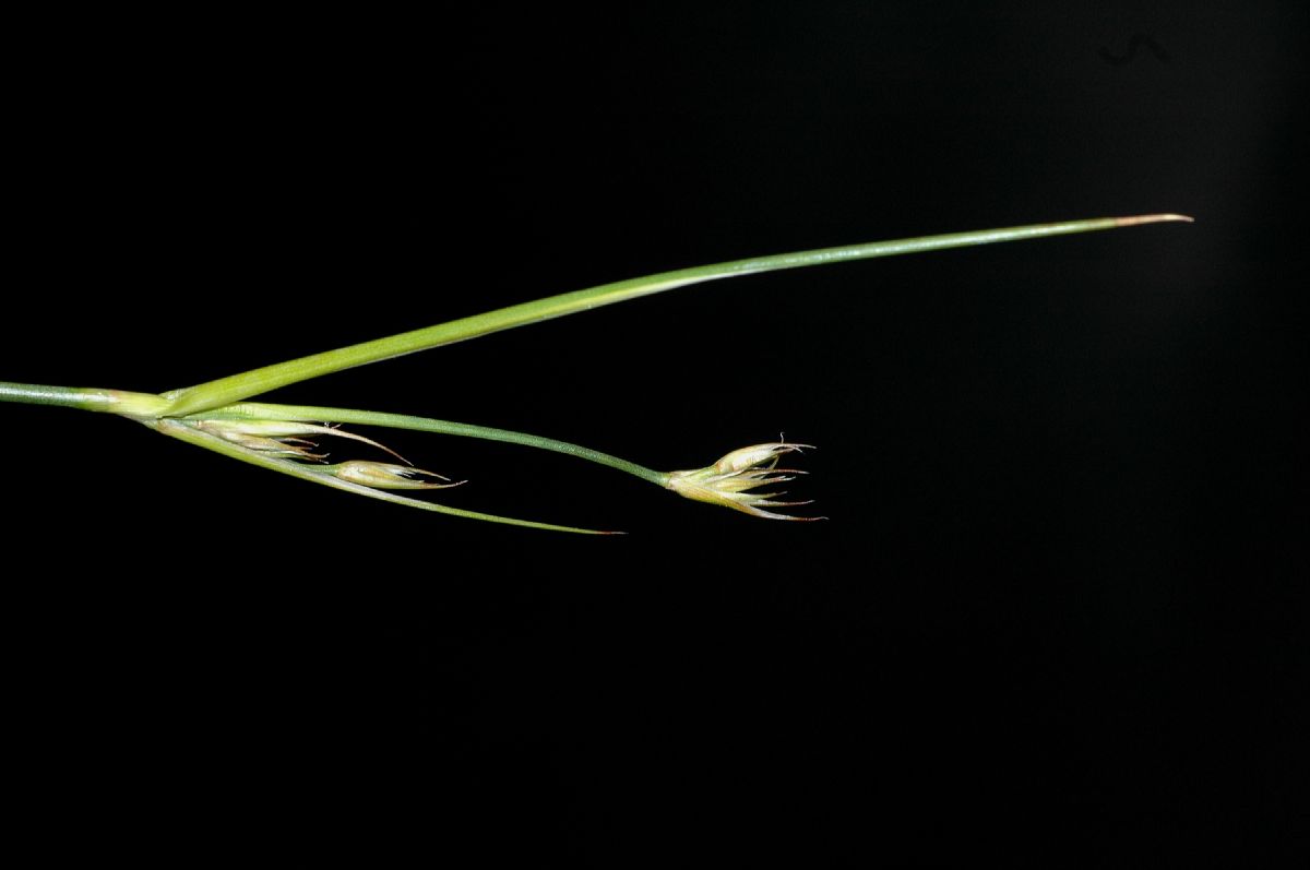 Juncaceae Juncus cooperi