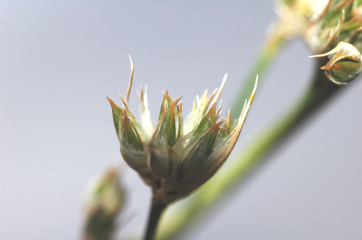 Juncaceae Juncus cooperi