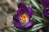 image of Crocus tomasinianus