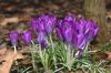 image of Crocus tomasinianus