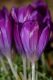 image of Crocus tomasinianus