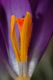 image of Crocus tomasinianus