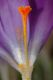 image of Crocus tomasinianus