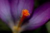 image of Crocus tomasinianus