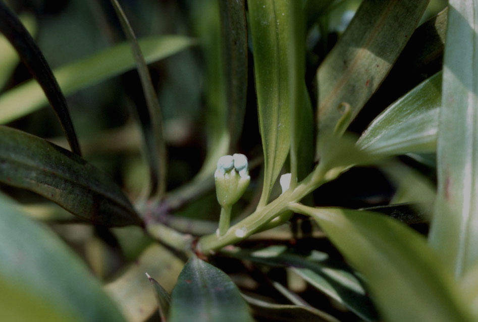 Podocarpaceae Podocarpus 
