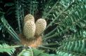 image of Encephalartos altensteinii