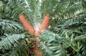 image of Encephalartos gratus