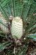 image of Encephalartos hildebrandtii