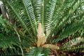 image of Encephalartos hildebrandtii