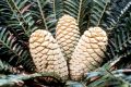 image of Encephalartos inopinus