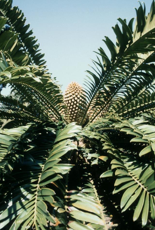 Zamiaceae Encephalartos gratus
