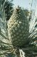 image of Encephalartos gratus