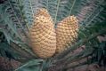 image of Encephalartos transvenosus