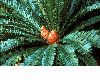 image of Encephalartos ferox