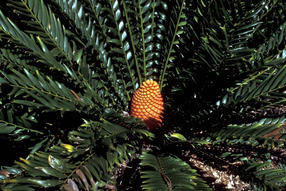 Zamiaceae Encephalartos ferox