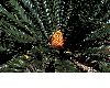image of Encephalartos ferox