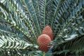 image of Encephalartos ferox