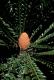 image of Encephalartos ferox