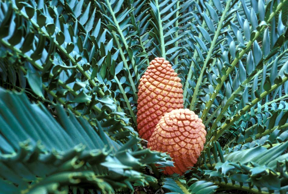 Zamiaceae Encephalartos ferox