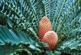 image of Encephalartos ferox