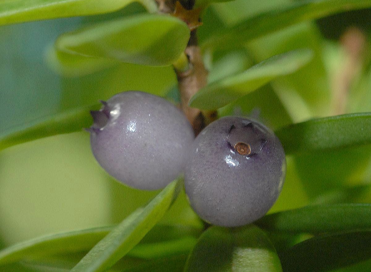 Ericaceae Disterigma rimbachii
