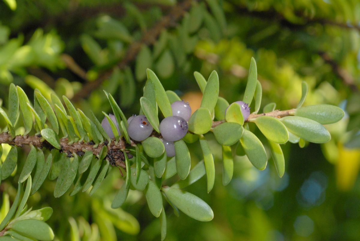 Ericaceae Disterigma rimbachii