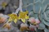 image of Echeveria multicaulis