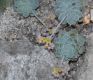 image of Echeveria multicaulis
